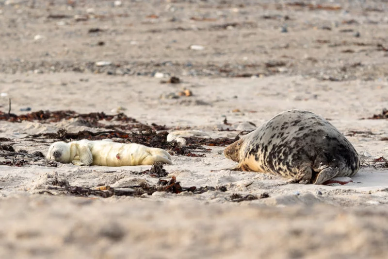 Kegelrobbe (Grey seal)