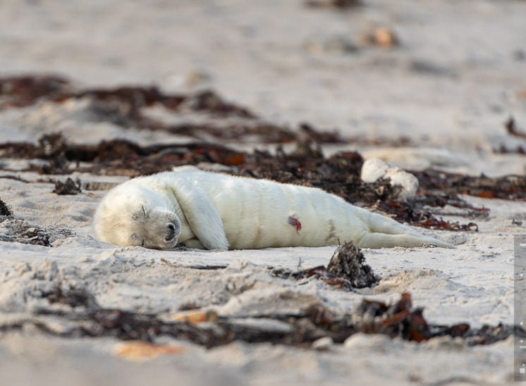 Kegelrobbe (Grey seal)