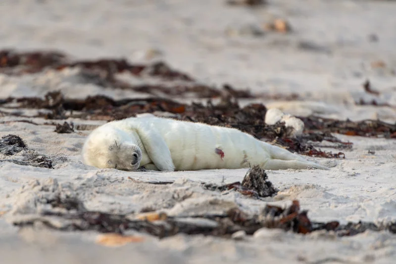 Kegelrobbe (Grey seal)