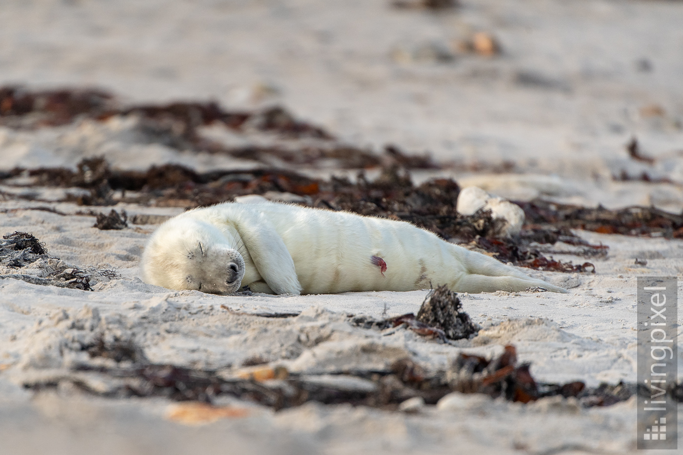 Kegelrobbe (Grey seal)