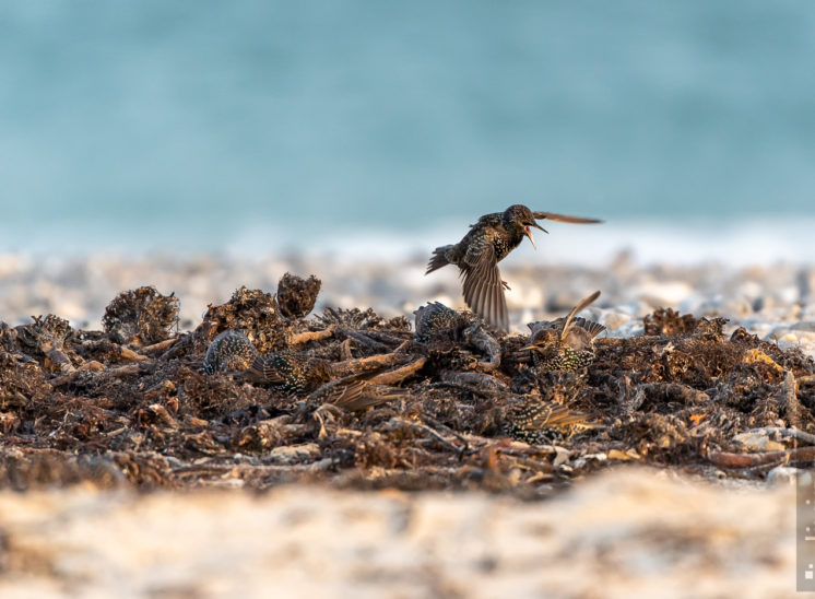 Star (Common starling)