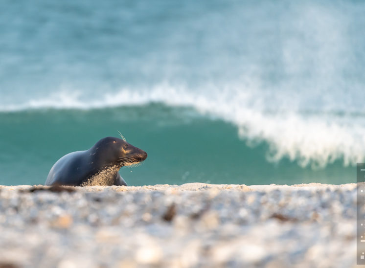 Kegelrobbe (Grey seal)