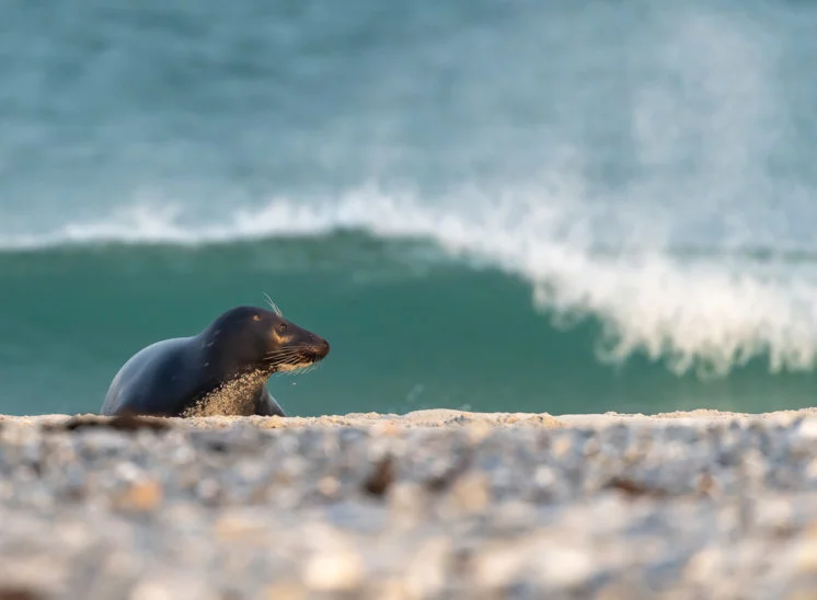 Kegelrobbe (Grey seal)