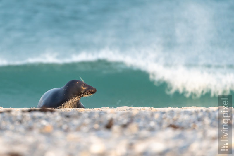 Kegelrobbe (Grey seal)