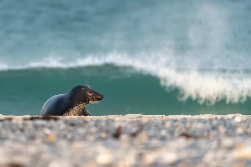 Kegelrobbe (Grey seal)