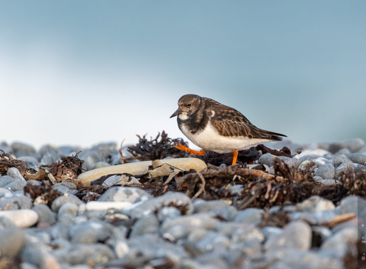 Steinwälzer (Ruddy turnstone)