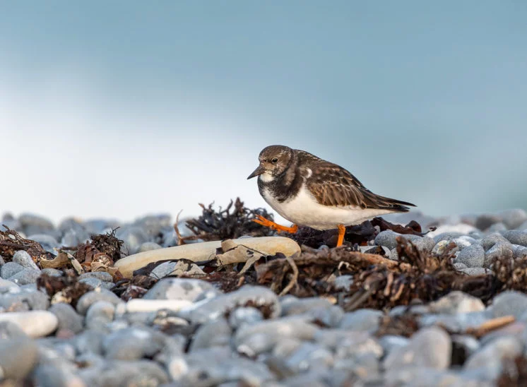 Steinwälzer (Ruddy turnstone)