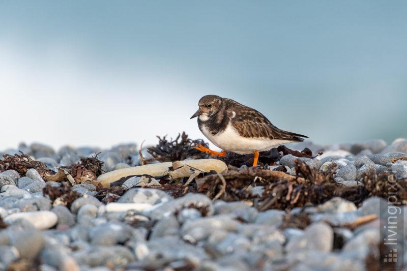 Steinwälzer (Ruddy turnstone)