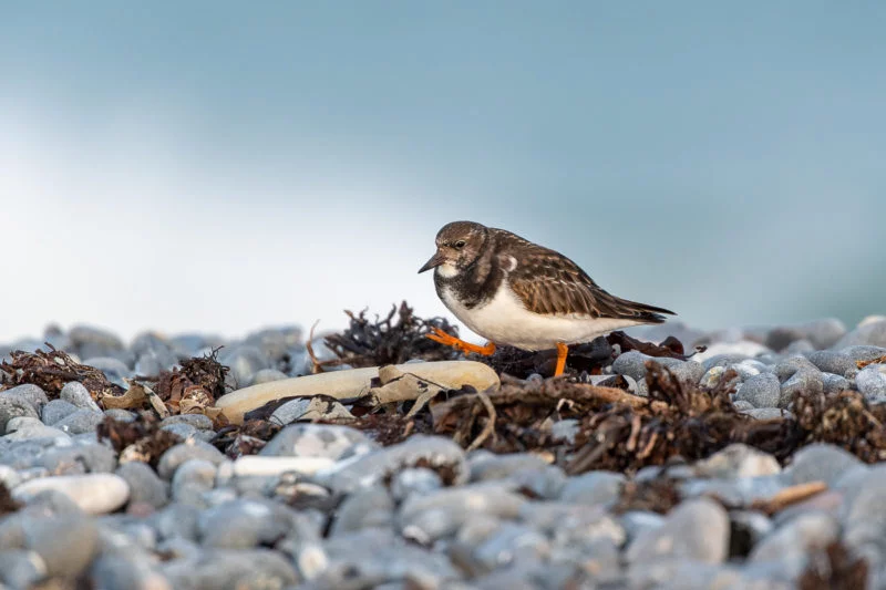 Steinwälzer (Ruddy turnstone)