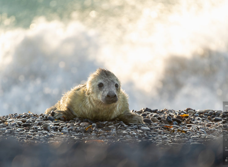 Kegelrobbe (Grey seal)