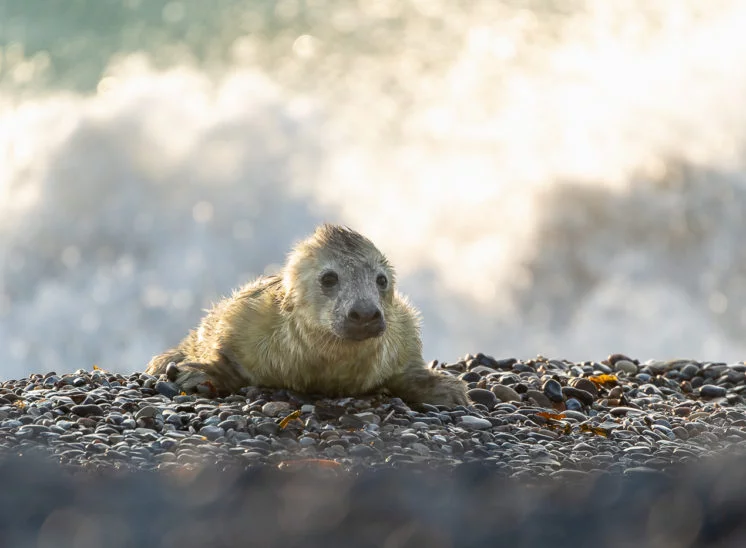 Kegelrobbe (Grey seal)