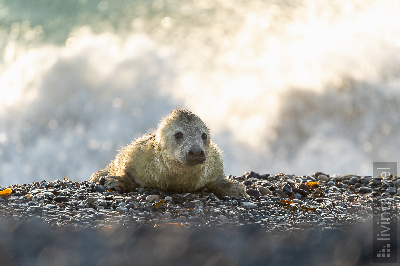 Kegelrobbe (Grey seal)