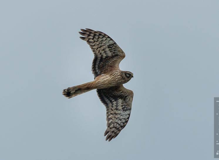 Kornweihe (Hen harrier)