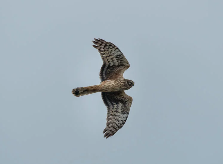 Kornweihe (Hen harrier)