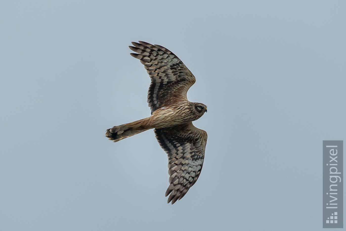 Kornweihe (Hen harrier)