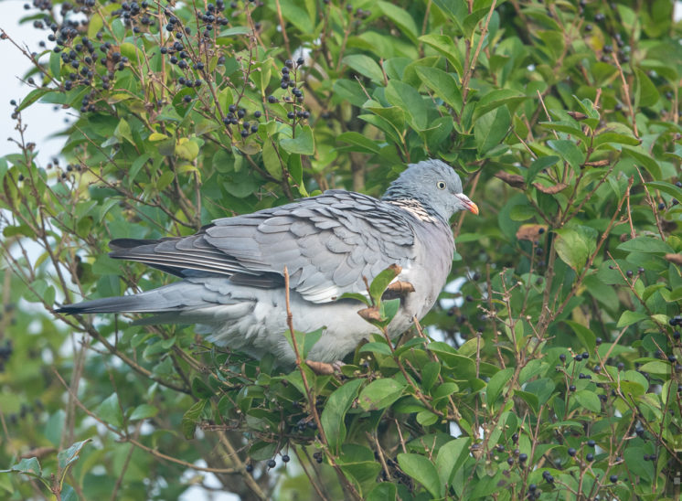 Ringeltaube (Common wood pigeon)