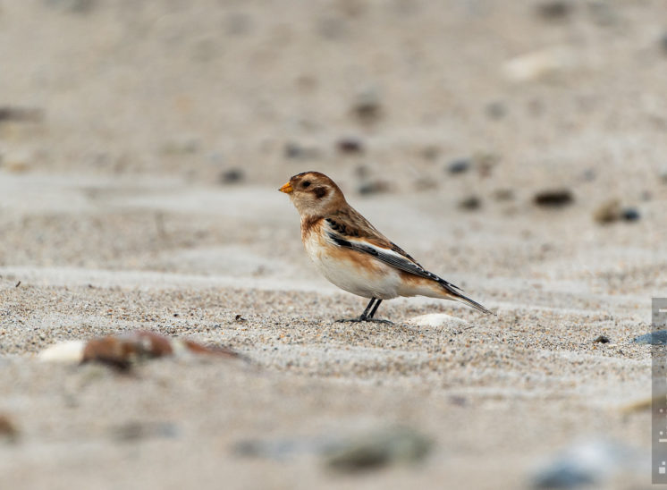 Schneeammer (Snow bunting)