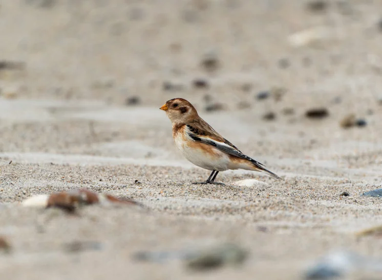 Schneeammer (Snow bunting)