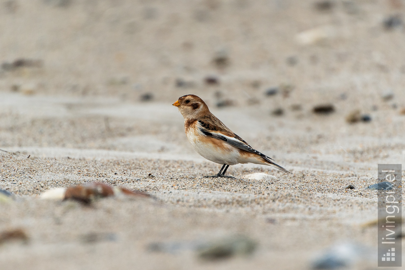 Schneeammer (Snow bunting)