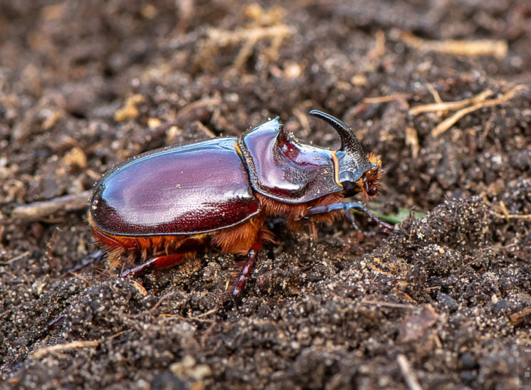 Nashornkäfer- Männchen (European rhinoceros beetle)