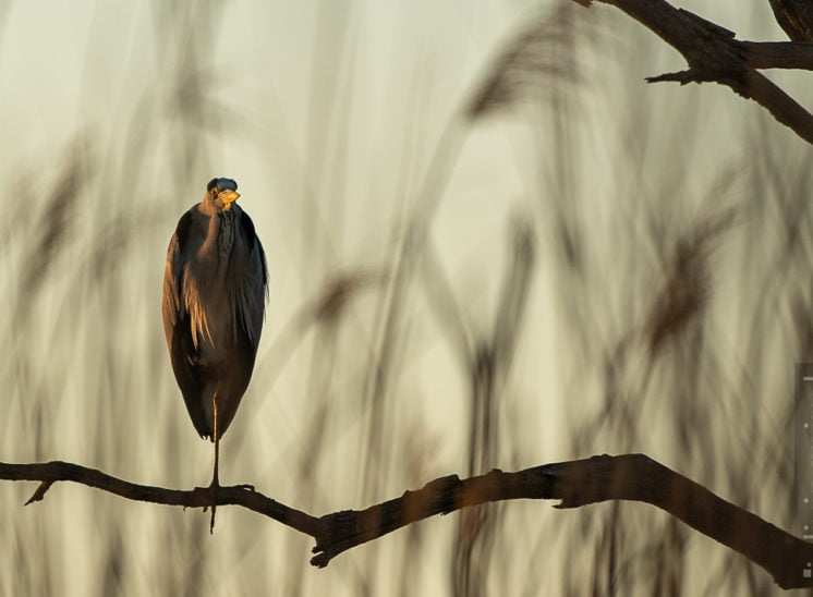 Graureiher (Grey heron)