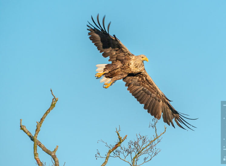 Seeadler (Sea eagle)