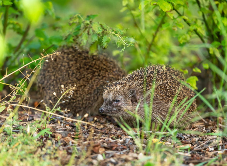 Igel (Hedgehog)