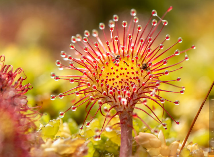 Rundblättriger Sonnentau (Sundew)