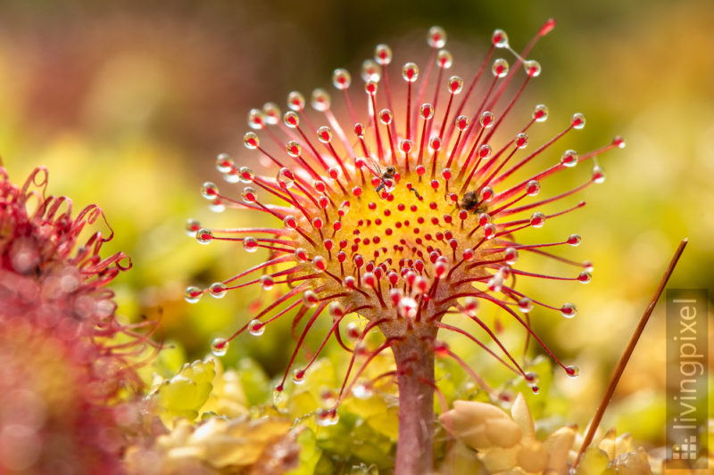 Rundblättriger Sonnentau (Sundew)