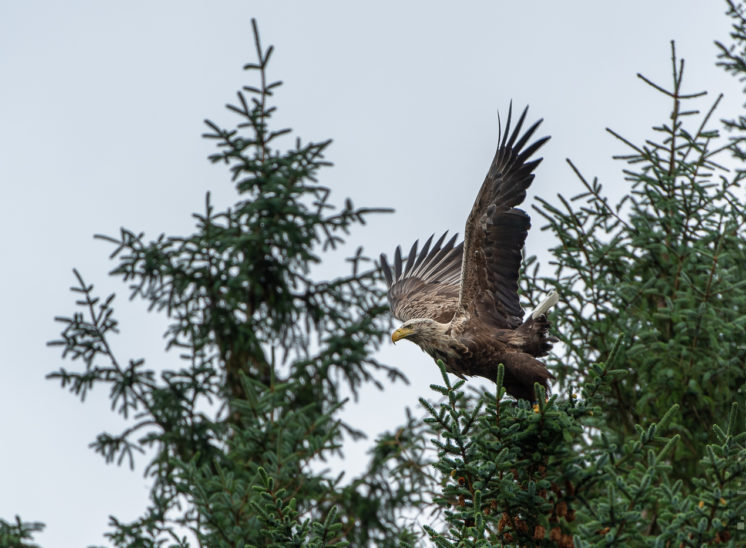 Seeadler (Sea eagle)