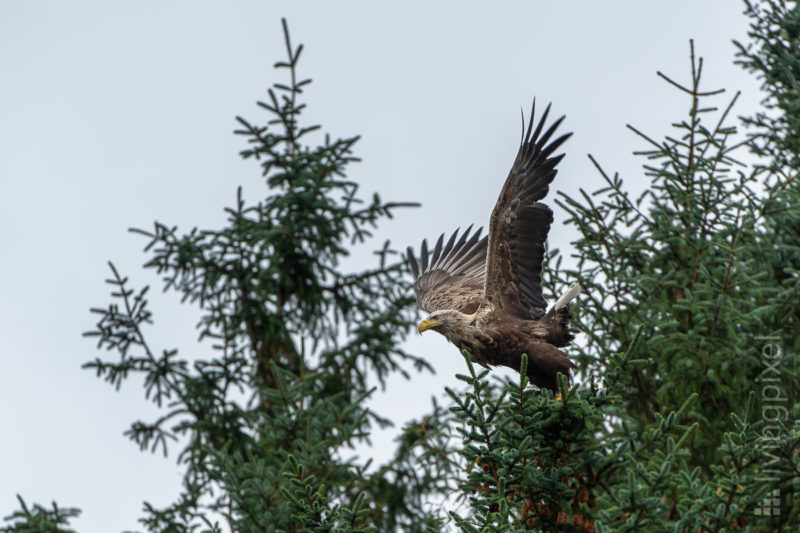 Seeadler (Sea eagle)