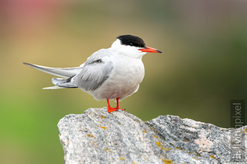 Flussseeschwalbe (Common tern)