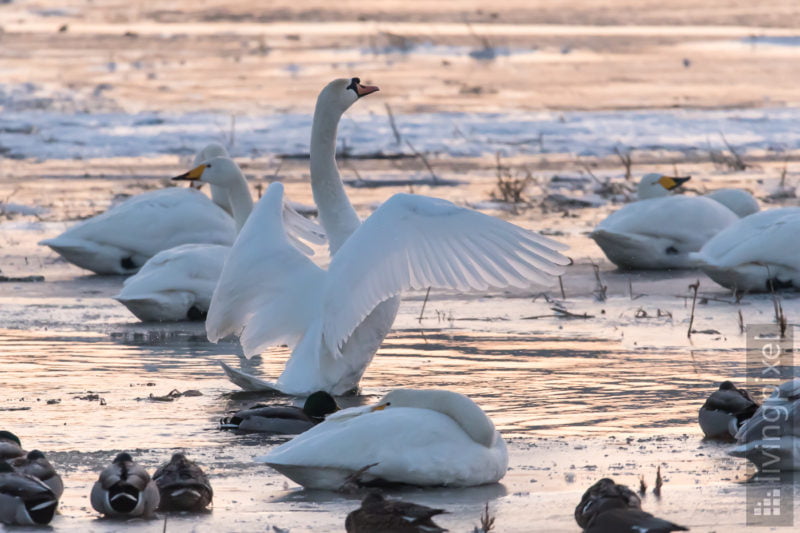 Höckerschwan (Mute swan)