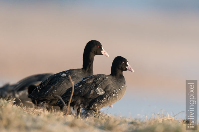 Blesshuhn (Bald coot)