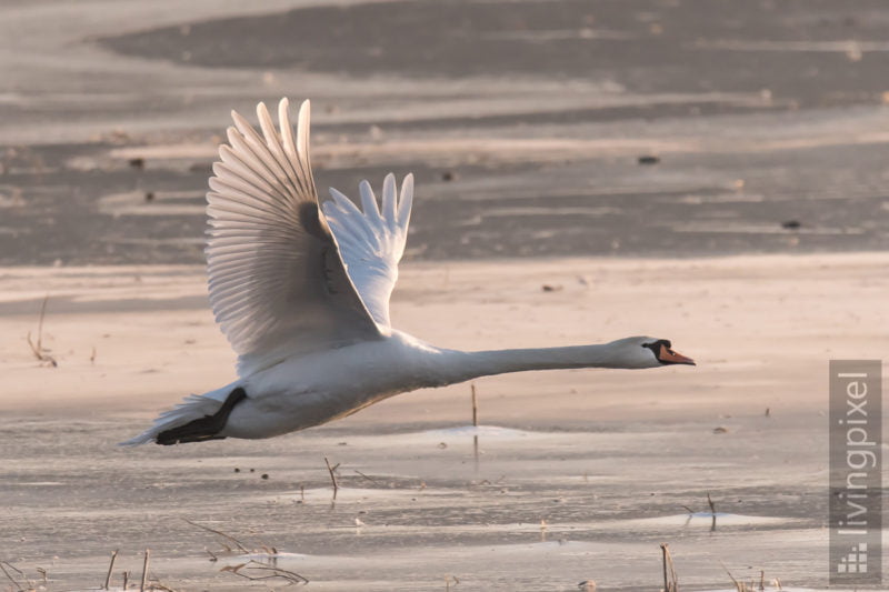 Höckerschwan (Mute swan)