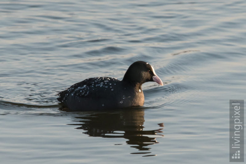 Blesshuhn (Bald coot)