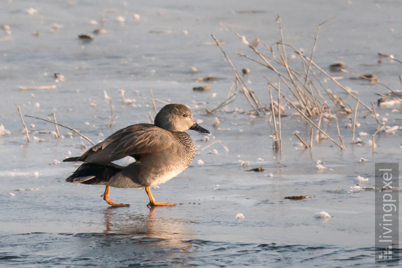 Schnatterente (Gadwall)