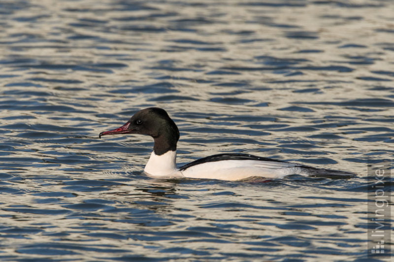 Gänsesäger (Common merganser)