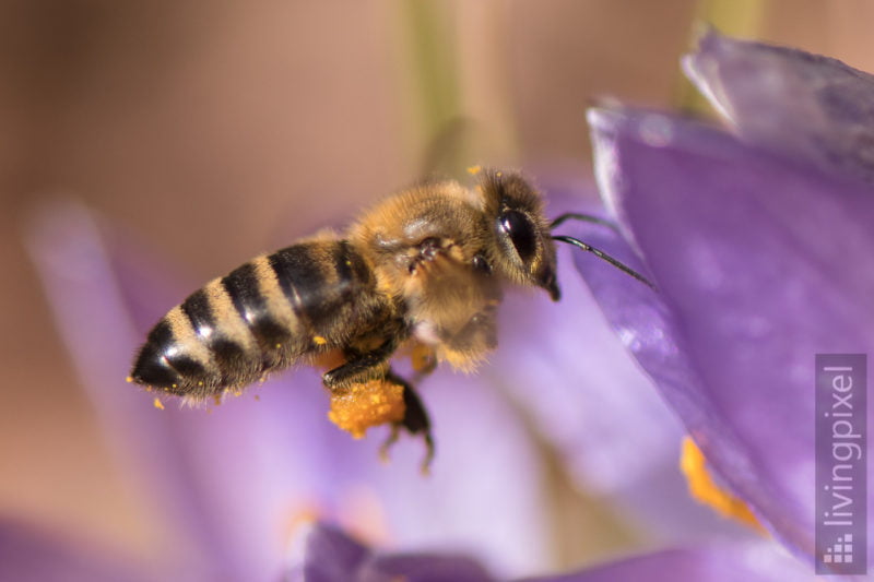 Biene im Frühling