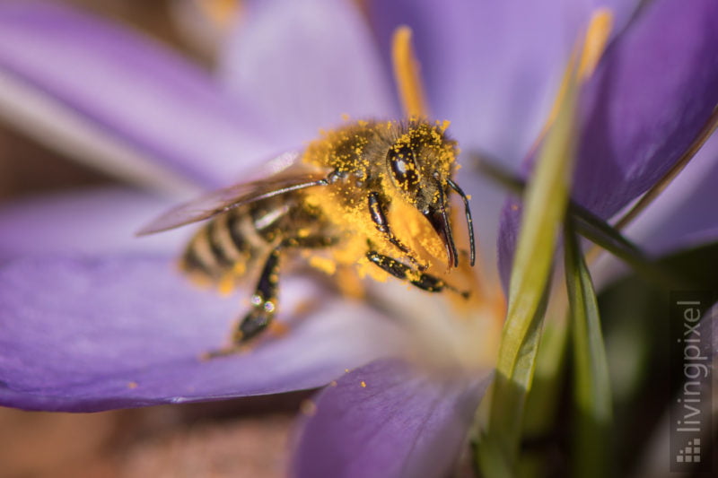 Biene im Frühling