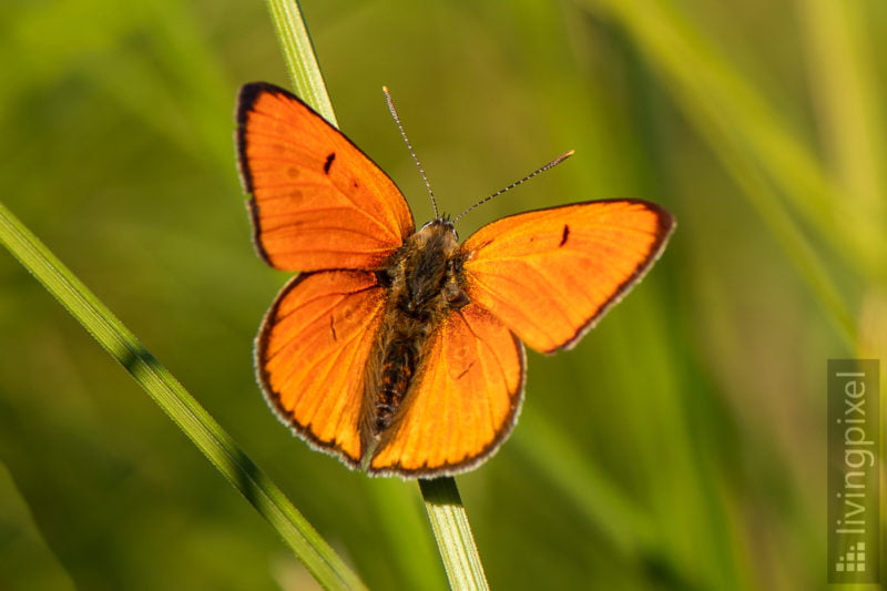 Feuerfalter (Large copper)