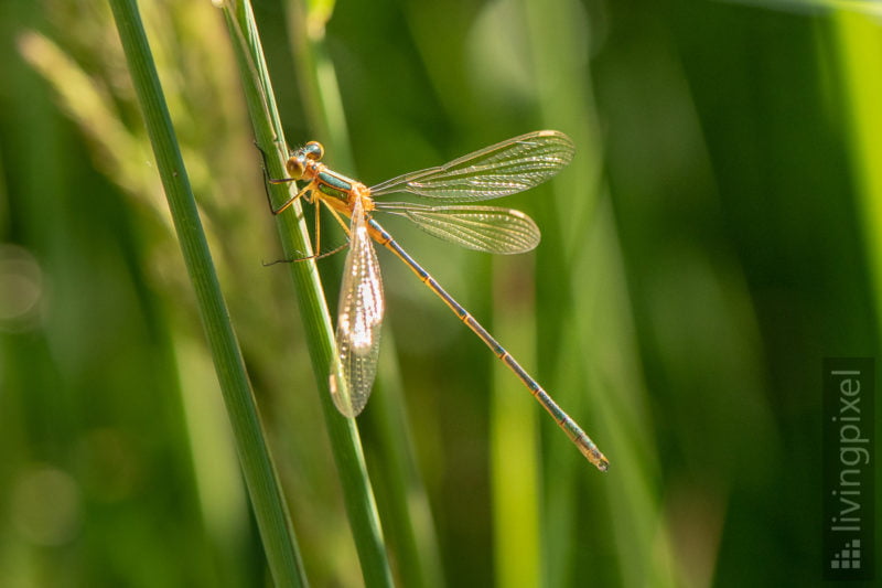 Libelle (Dragon fly)