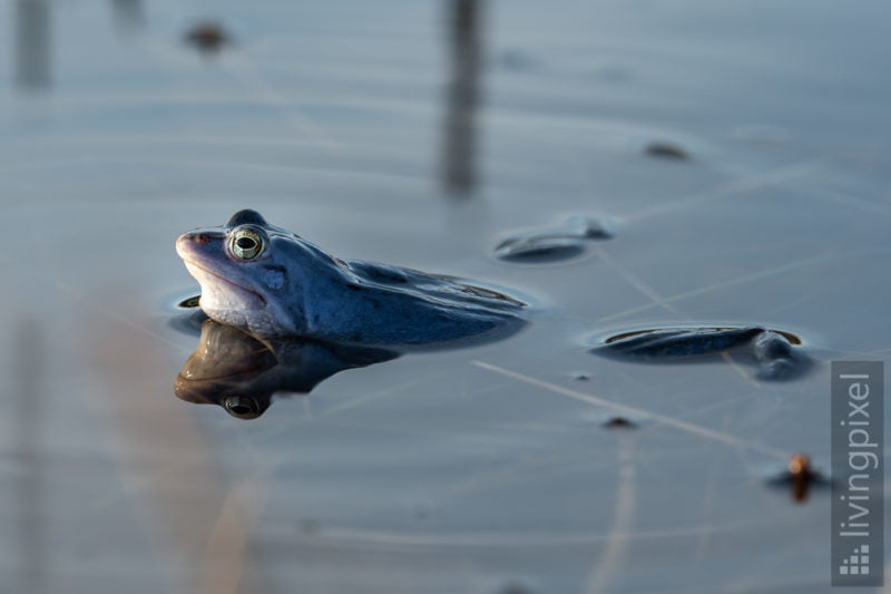 Moorfrosch (Moor frog)