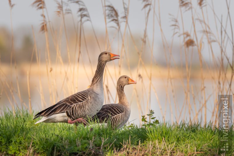 Graugans (Greylag goose)