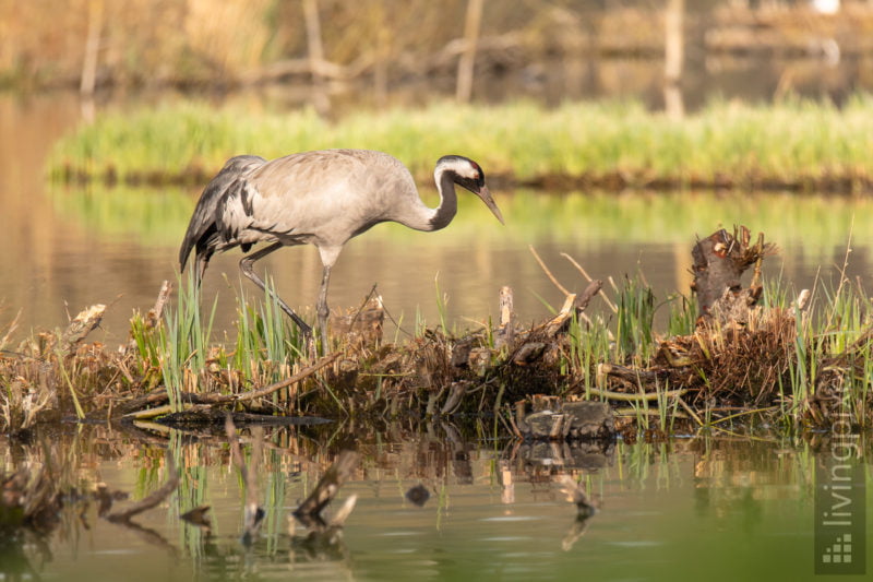 Kranich (Common crane)