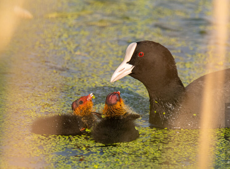 Blesshuhn (Bald coot)