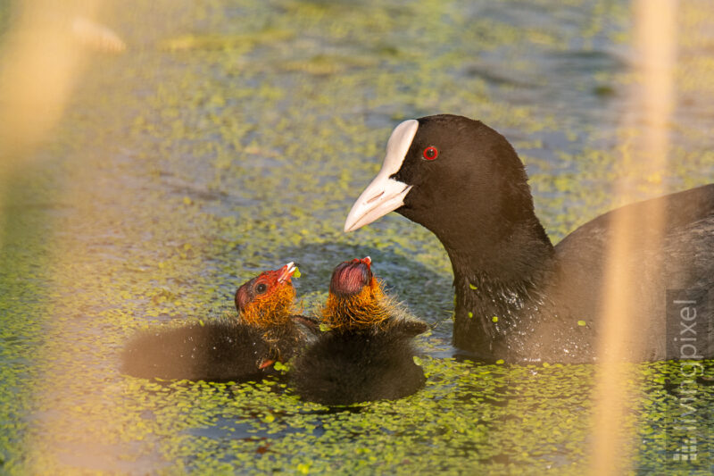 Blesshuhn (Bald coot)