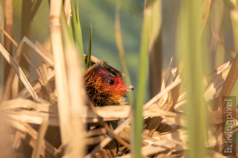 Nachwuchs bei den Blesshühnern
