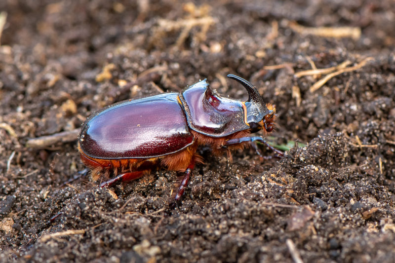 Nashornkäfer- Männchen (European rhinoceros beetle)