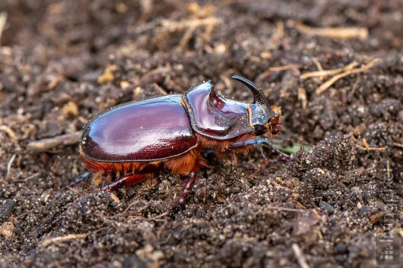 Nashornkäfer- Männchen (European rhinoceros beetle)